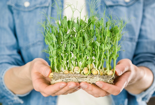 Donna che tiene microgreens di piselli su un tappetino di piantina di lino nelle sue mani