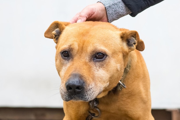 Donna che tiene un cane dal collare Ritratto di un cane di razza pitbull terrier