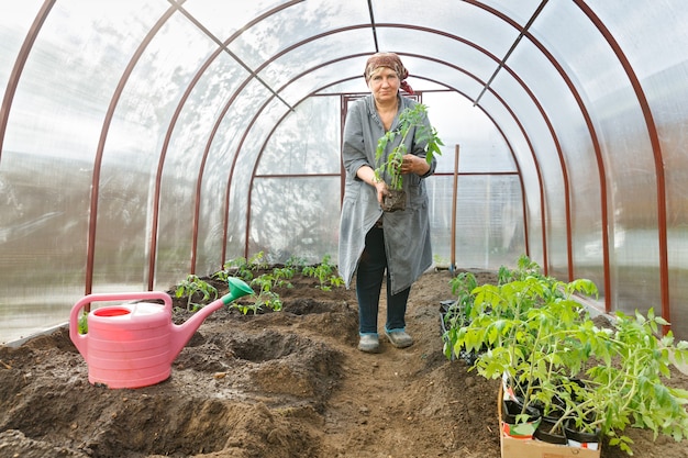 Donna che tiene una piantine di pomodoro nel terreno Serre