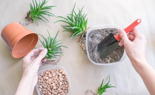 Donna che trapianta Haworthia in vaso a vista da tavolo Cura delle piante in casa