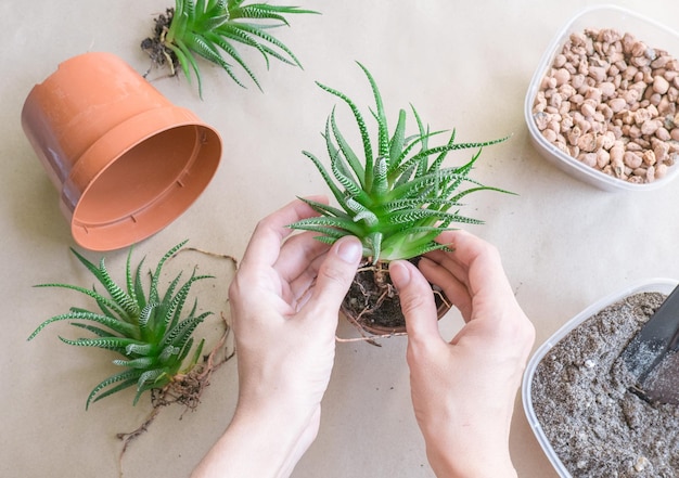 Donna che trapianta Haworthia in vaso a vista da tavolo Cura delle piante in casa