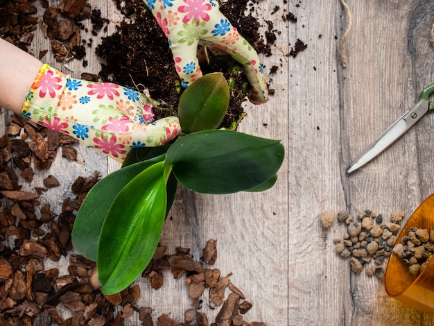 Donna che trapianta una pianta di orchidea