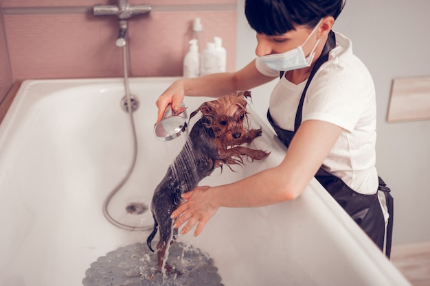 Donna che utilizza la doccia. Donna dai capelli scuri che usa la doccia mentre lava un cagnolino carino dopo la rasatura