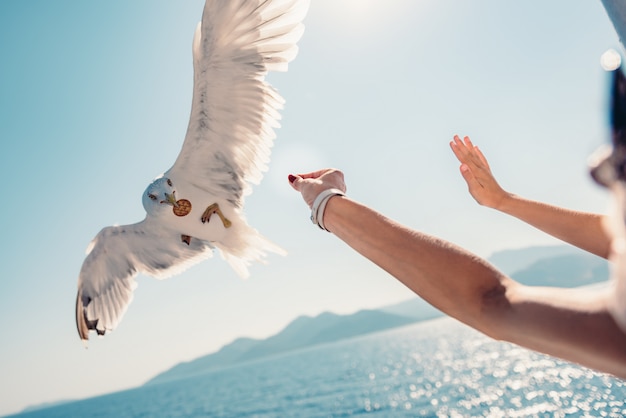 Donna che viaggia sul traghetto e alimentazione dei gabbiani