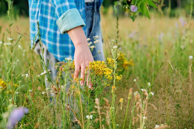 Donna con bouquet di erbe di campo e fiori che toccano piante in fiore nel campo estivo