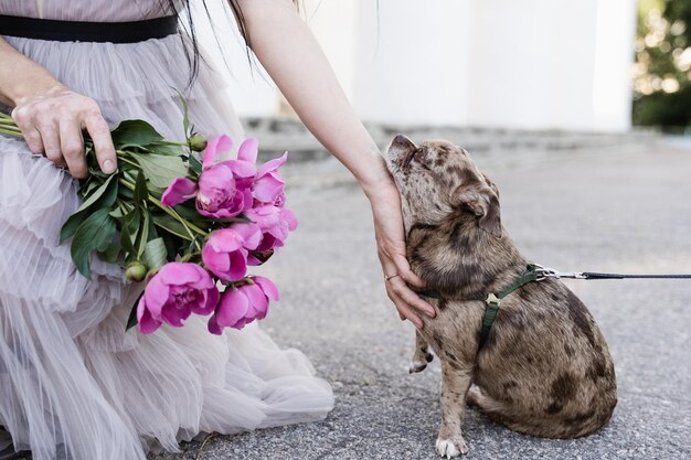 Donna con bouquet di fiori peonie animali domestici pug cane primo piano Modello attraente in abito di moda con fiori Stile di vita