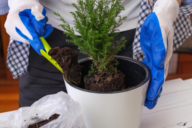 Donna con guanti da giardinaggio trapianta un cespuglio di ginepro al coperto in un grande vaso di fiori Il giardiniere tiene in mano una pala da giardino e versa la torba in un vaso di fiori Cura delle piante d'appartamento