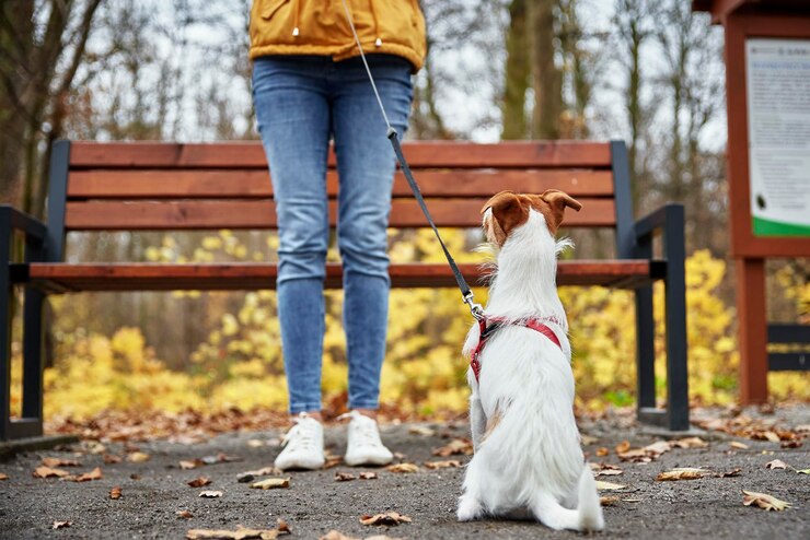 Donna con il cane a passeggiata nel parco d'autunno