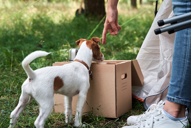 Donna con il suo cucciolo di cane jack russell terrier all'aperto