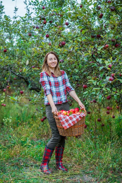 Donna con un cesto pieno di mele rosse in giardino Raccolta di mele biologiche