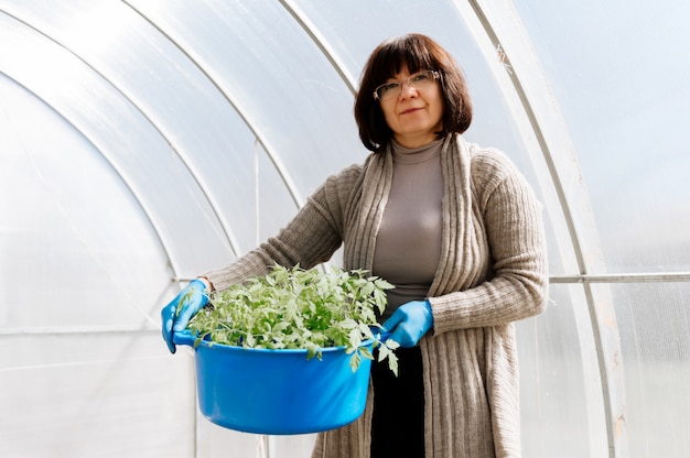 Donna con un secchio di piantine di pomodoro in serre