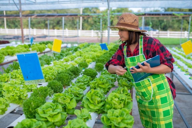 Donna contadina asiatica che lavora presso l'insalata farmPiantare ortaggi idroponici organici per piccole imprese