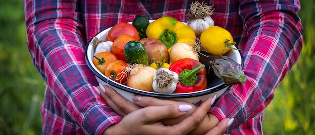 Donna contadina che tiene verdure fresche dalla fattoria carote cetrioli ravanelli mais aglio e peperoni nelle mani fuoco selettivo