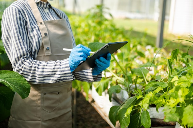 Donna contadina che utilizza il computer tablet digitale nell'applicazione della tecnologia sul campo nell'attività di coltivazione agricola