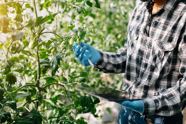 Donna contadina che utilizza il computer tablet digitale nell'applicazione della tecnologia sul campo nella coltivazione agricola