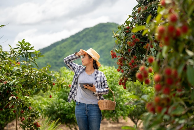 Donna Contadina stanca quando lavora con Tablet per il controllo della qualità della frutta Rambutan in agricoltura