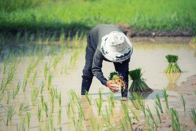 Donna dell&#39;agricoltore con coltivazione del riso in Tailandia.