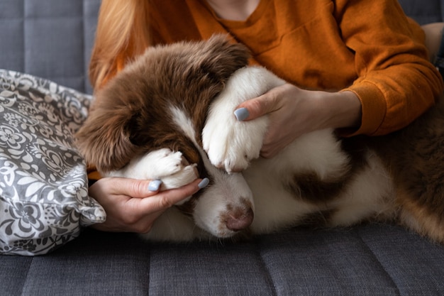 Donna di mano che copre Piccolo carino pastore australiano rosso tre colori cucciolo di cani occhi con zampa. Amore e amicizia tra uomo e animale. Nascondersi