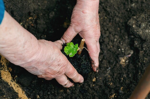 Donna di mezza età che tiene in mano piantine d'uva