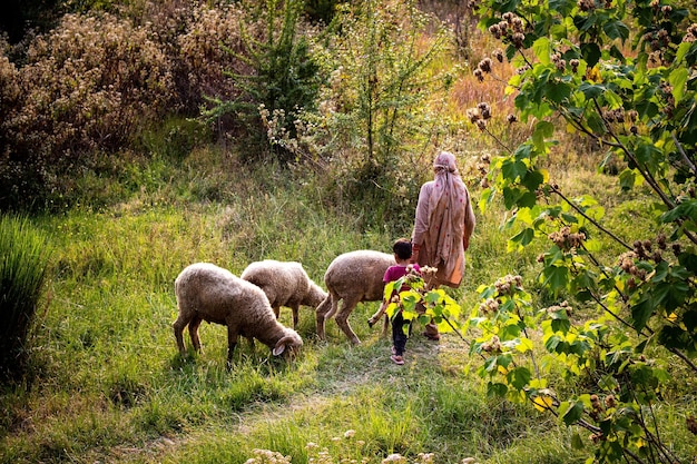 Donna e suo bambino che camminano con le pecore nella foresta verde