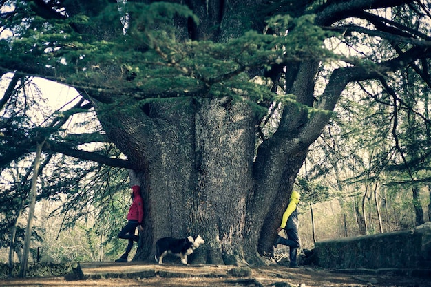 Donna e uomo che si godono la natura con un albero centenario. Grande cedro del Libano, situato nella città di Bejar, Salamanca.