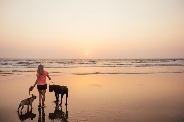 Donna felice con Bulldog francese e Cone Corso che cammina e gioca sulla spiaggia di india goa al tramonto