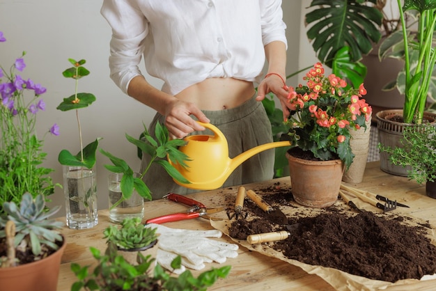 Donna giardiniere che invasa una nuova pianta e vaso di rinvaso per la pianta della casa Concetto di cura delle piante