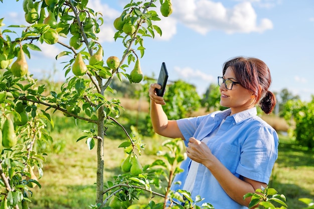 Donna giardiniere in un frutteto che scatta foto di pere in maturazione sull'albero