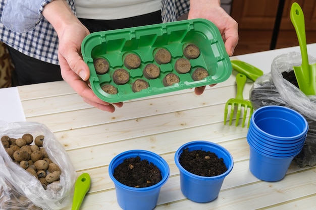 Donna giardiniere tiene un contenitore di plastica per piantine con compresse di torba in mano Preparazione per piantare piantine a casa Giardinaggio coltivazione di verdure ed erbe per il cibo