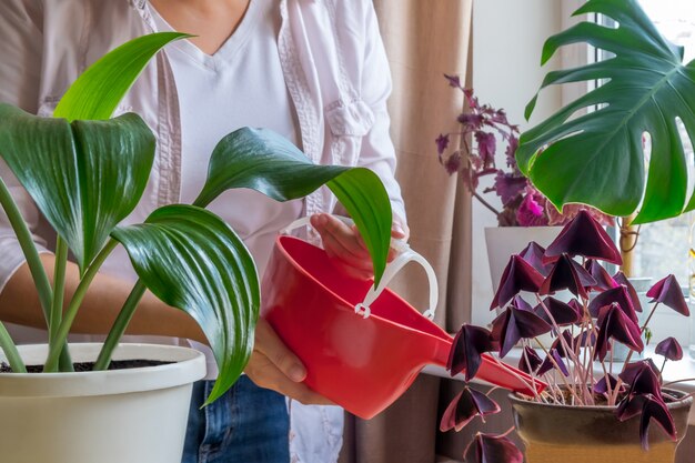 Donna giardinieri irrigazione pianta in vaso in ceramica