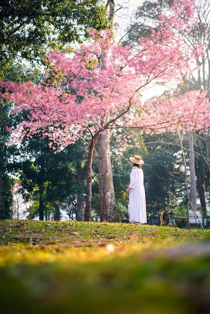 Donna in abito bianco che sembra bellissimo albero di fiori di ciliegio in fiore al tramonto rosa sakura stagione dei fiori