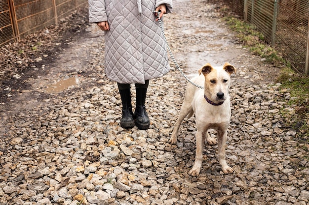 Donna in abito grigio cammina con il cane. Una donna cammina con un grosso cane sulla strada della città vecchia.