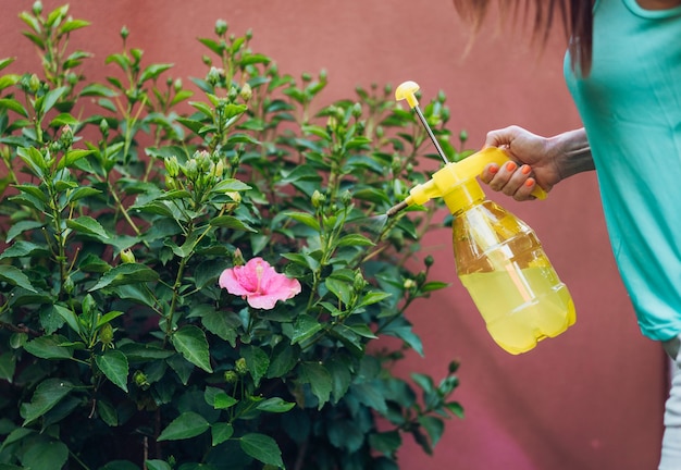 Donna irriconoscibile che applica un killer di afidi a un ibisco rosa al tramonto