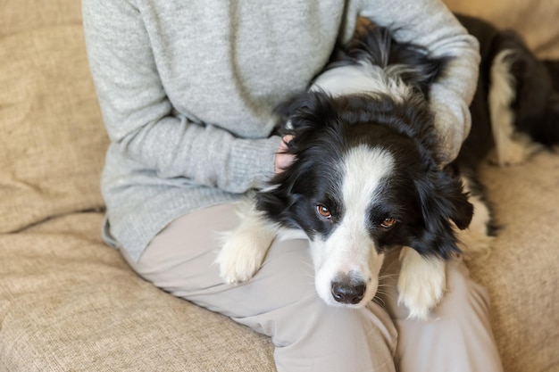 Donna irriconoscibile che gioca con un simpatico cucciolo di cane border collie sul divano a casa ragazza proprietaria interna st...