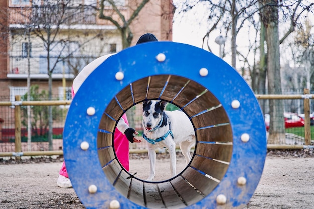 Donna irriconoscibile che si allena con il suo cane attraverso un tunnel di addestramento