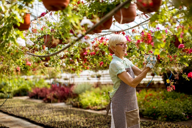 Donna maggiore che lavora sui fiori in greengarden