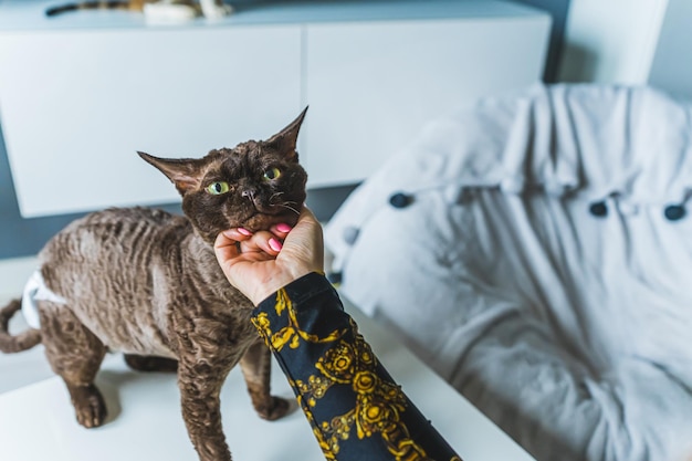 Donna mano carezze tartaruga Devon Rex cat sotto la testa