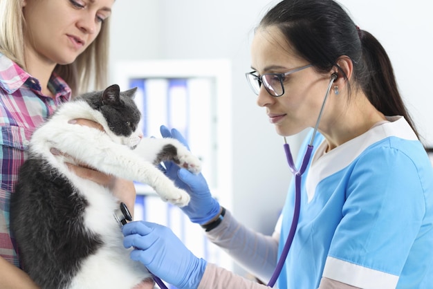 Donna medico veterinario che controlla gatto con lo stetoscopio