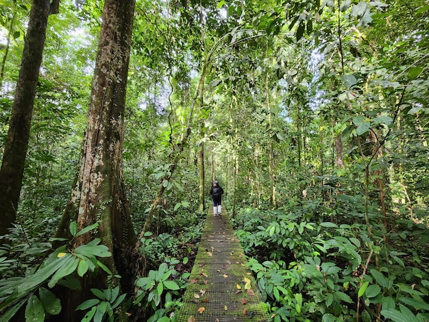 Donna non identificata che cammina su una passerella nella giungla di Danum Valley Lahad Datu Sabah Malesia