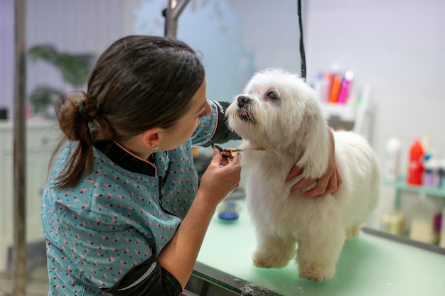 Donna pulitore che mantiene il contatto visivo con un piccolo cane maltese mentre si pulisce