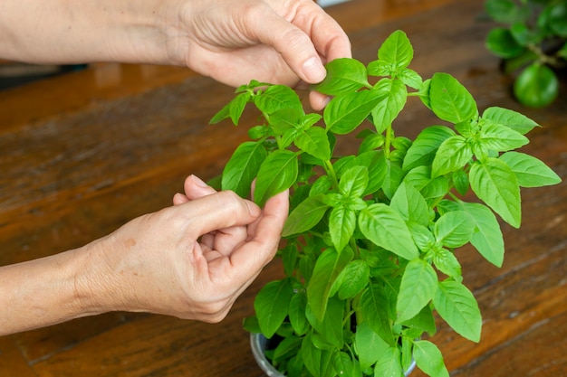 Donna raccolta foglie di basilico per condimento alimentare.