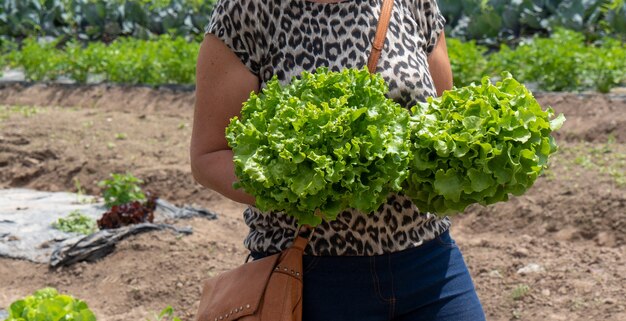 Donna raccolta insalata nel campo