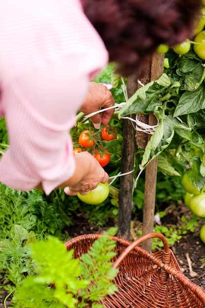 Donna raccolta pomodori