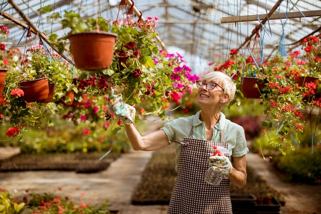 Donna senior felice del fiorista che sta e che utilizza spruzzatore nel grande giardino floreale