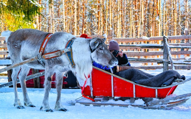 Donna sulla slitta delle renne in Finlandia a Rovaniemi nella fattoria della Lapponia. Signora sulla slitta di Natale al safari invernale in slitta con neve al polo nord artico finlandese. Divertiti con gli animali della Norvegia Sami