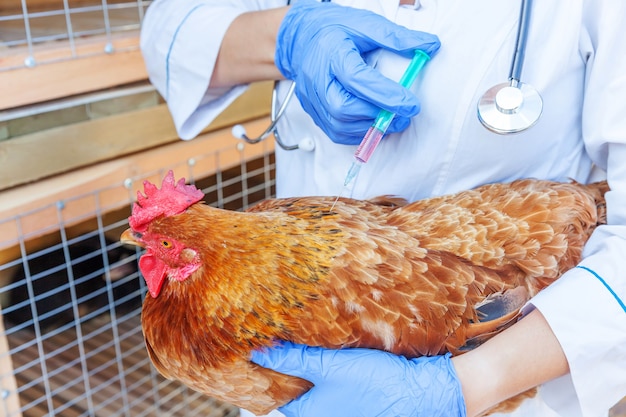 Donna veterinaria con la siringa che tiene e che inietta il pollo sul ranch