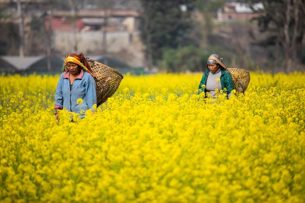 Donne che camminano in un campo di senape