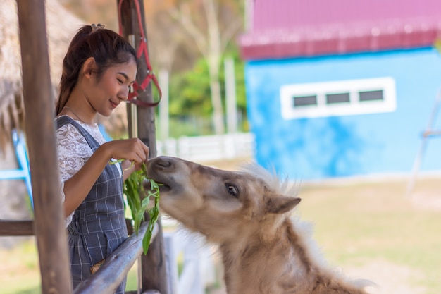 Donne che viaggiano per guardare animali