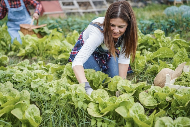 Donne contadine che lavorano in serra mentre raccolgono piante di lattuga - Focus sul volto di donna