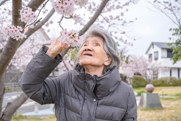 Donne giapponesi sopra i 90 anni e fiori di ciliegio